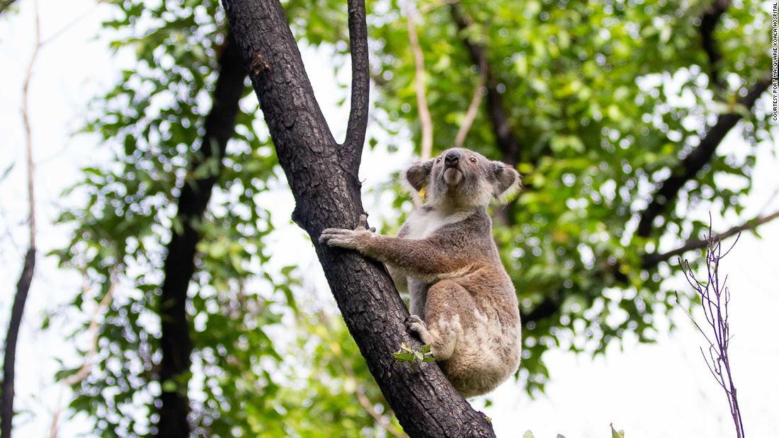 木に登るコアラのアンウェン/Courtesy Port Macquarie Koala Hospital