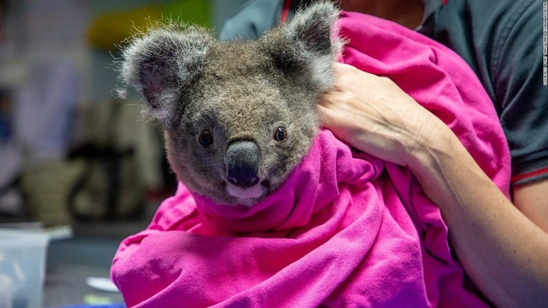 豪州で２０１９年の森林火災により手当てを受けていたコアラが野生に返されている/Courtesy Port Macquarie Koala Hospital