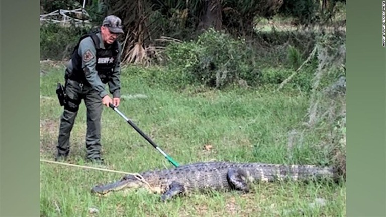 米南部フロリダ州では、ワニが繁殖期を迎えたとして警戒を呼び掛けている/Manatee County Sheriff's Office