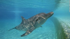 観光地の海でエイやサメやイルカ目撃　人が減った恩恵、海洋生物にも