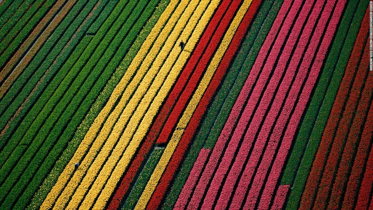 オランダ観光情報サイトなどがチューリップ畑にメッセージを描きネット上に公開している/Courtesy Yann Arthus-Bertrand/Altitudes Anyway