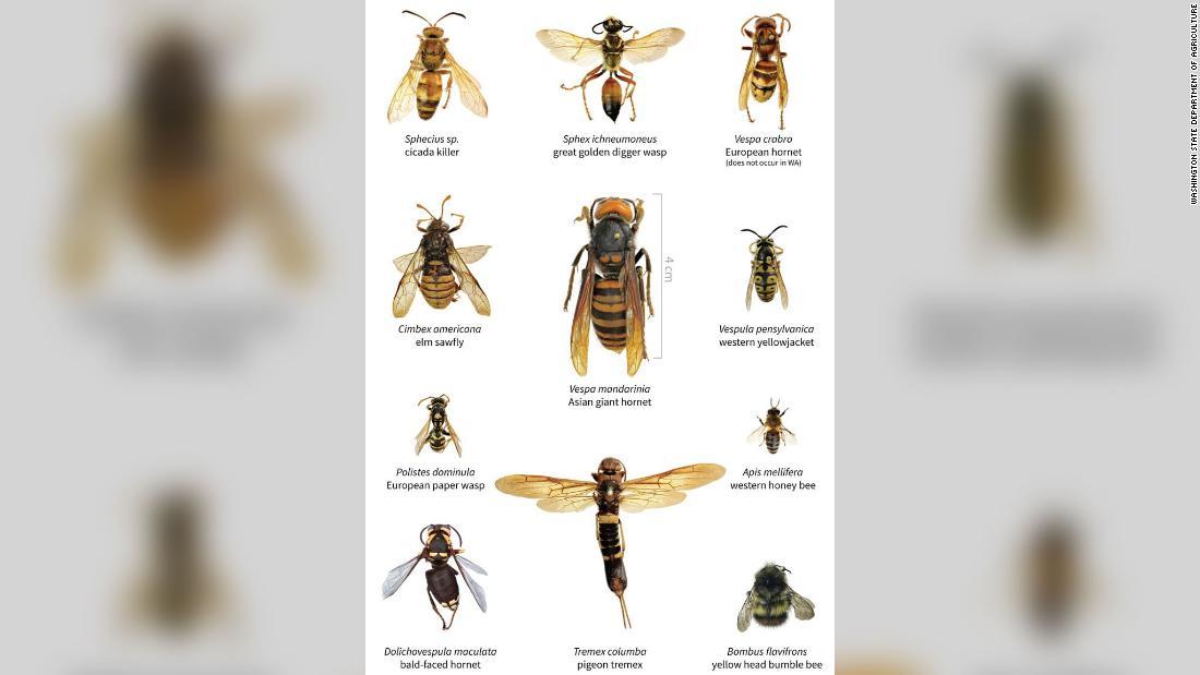 オオスズメバチ（中央）と他のハチの大きさの比較/Washington State Department of Agriculture