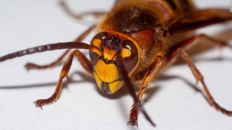 オオスズメバチが昨年末に米国に上陸したことが確認された。４月ごろから女王バチが目覚め活動が活発化するとみられる/Shutterstock