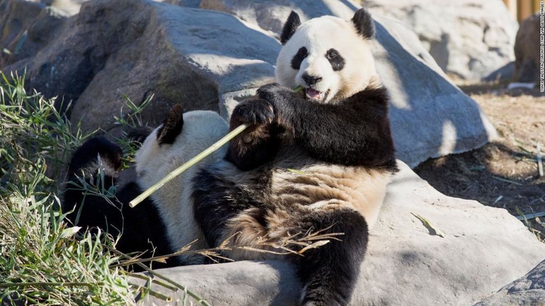 カルガリー動物園のパンダ２頭が、予定を前倒しして中国に返還される見通しになった/Vince Talotta/Toronto Star via Getty Images