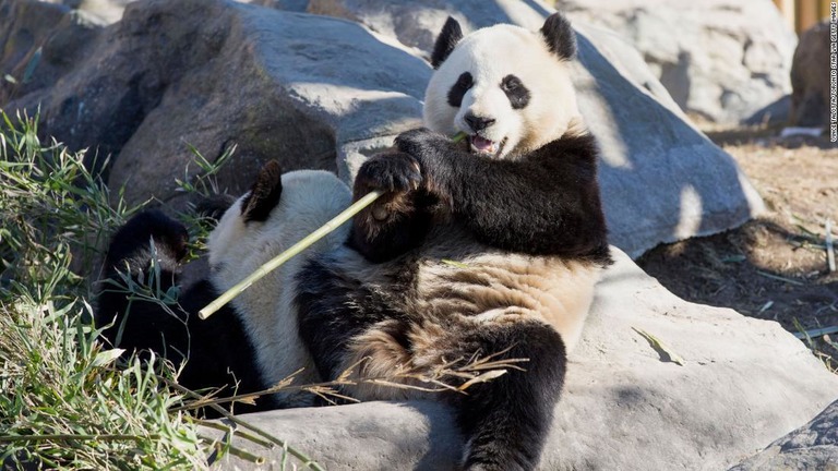 Cnn Co Jp カナダ カルガリー動物園 パンダを中国に返還へ 笹の調達が困難に