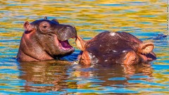 母親の耳で遊ぶ子どものカバ（ケニア・マサイマラ）