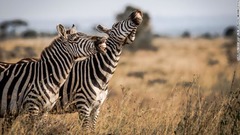楽しげにじゃれ合う２頭のシマウマ（ケニア・ナイロビ国立公園）