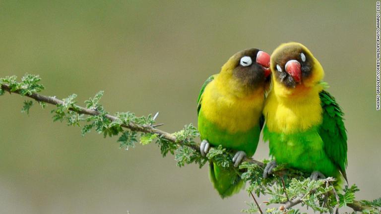 仲睦まじく寄り添うキエリクロボタンインコ（タンザニア・タランガ―国立公園）/Thomas Grigoleit/Comedy Wildlife Photo Awards 2020