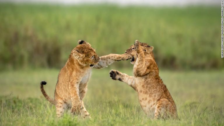 じゃれ合う２頭の子ライオン（タンザニア・ンゴロンゴロクレーター）/Yarin Klein/Comedy Wildlife Photo Awards 2020