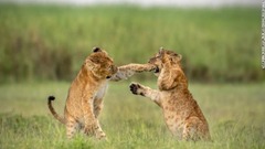 じゃれ合う２頭の子ライオン（タンザニア・ンゴロンゴロクレーター）