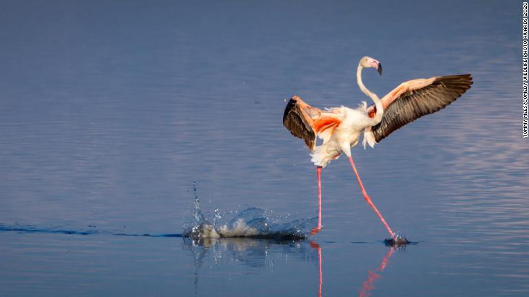 水面でポーズを決めているかに見えるフラミンゴ（タンザニア・セレンゲティ国立公園）/Tommy Mees/Comedy Wildlife Photo Awards 2020
