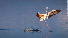 水面でポーズを決めているかに見えるフラミンゴ（タンザニア・セレンゲティ国立公園）