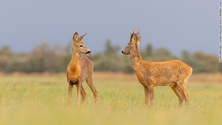 仲間に舌を出して見せるエストニアのノロジカ/Alvin Tarkmees/Comedy Wildlife Photo Awards 2020