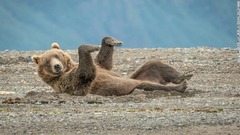 砂の上に寝そべり、不思議な「踊り」を披露するアラスカヒグマ（米アラスカ州レイククラーク国立公園）