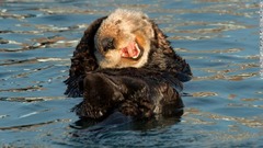 無邪気に笑い転げているかのようなラッコ（米カリフォルニア州・モロベイ）