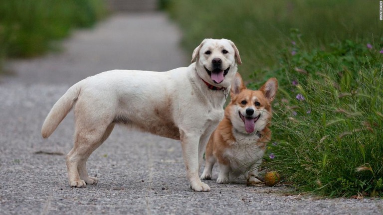 米国で人気の犬種ランキングで、ラブラドルレトリバーが２９年連続の首位に/Shutterstock