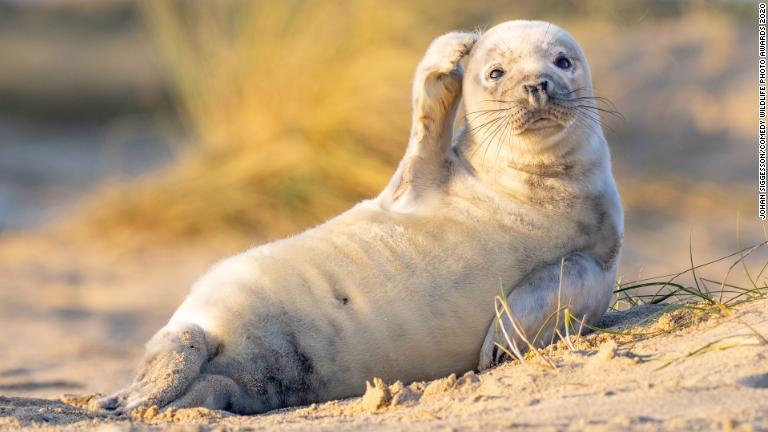 とぼけて頭をかくようなしぐさを見せるアザラシ（英国・ウィンタートンオンシー）/Johan Siggesson/Comedy Wildlife Photo Awards 2020