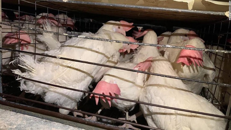 アイオワ州の養鶏場から１０００匹のニワトリが救出された/Courtesy Animal Place