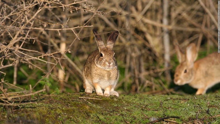 カリフォルニア州に住むブラシウサギの一種。絶滅危惧種だが、ウイルス性疾患の拡大で命が脅かされている/Lee Eastman/United States Fish and Wildlife Service/From Flickr