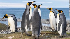 南極のペンギン、ふんから大量の「笑気ガス」が発生