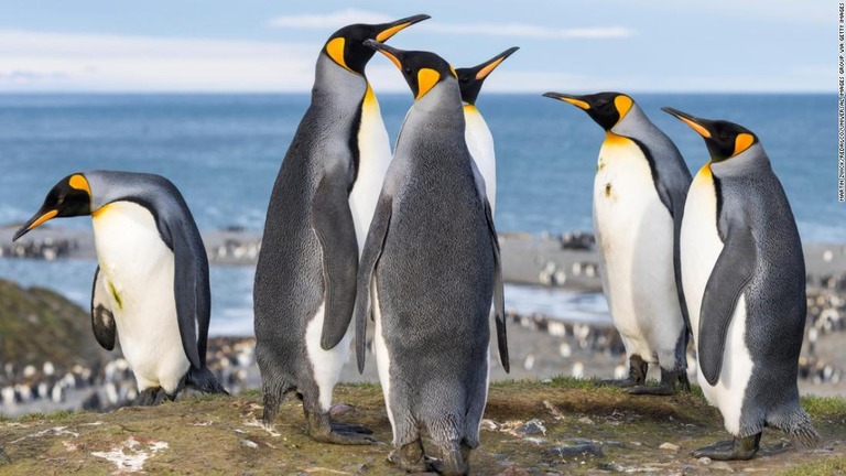 ペンギンのふんの中の窒素が微生物の働きで笑気ガスとして放出されているという/ Martin Zwick/REDA&CO/Universal Images Group via Getty Images