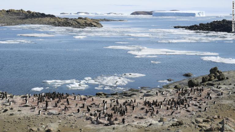ペンギンの観察ツアーは観光客に人気の活動の１つ/Kyodo News/Getty Images