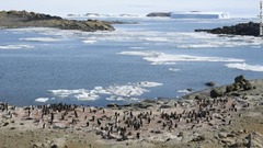 ペンギンの観察ツアーは観光客に人気の活動の１つ