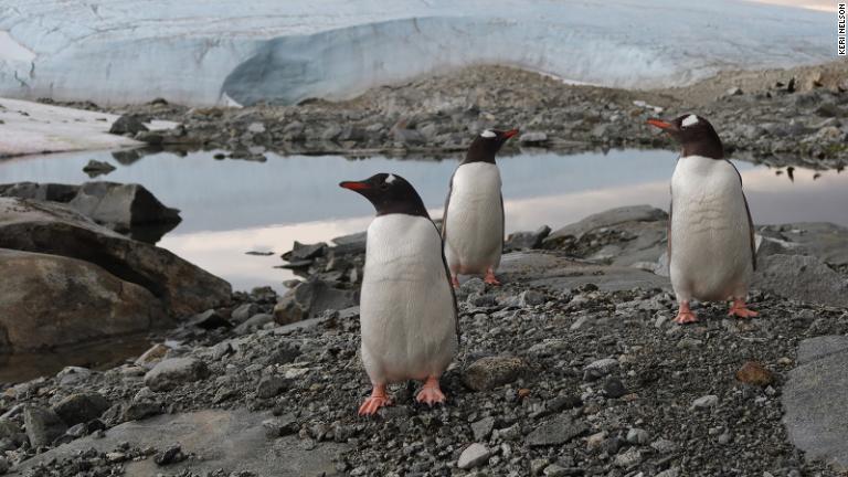 ジェンツーペンギン、クジラ、アザラシ、アホウドリなどの野生動物が生息する南極。現在滞在する人の数は科学者や研究者を中心に５０００人程度/Keri Nelson
