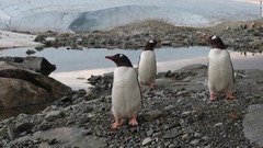 ジェンツーペンギン、クジラ、アザラシ、アホウドリなどの野生動物が生息する南極。現在滞在する人の数は科学者や研究者を中心に５０００人程度