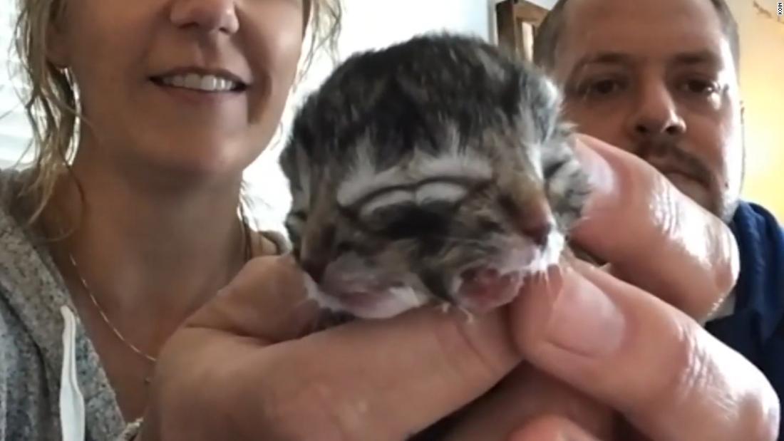 Cnn Co Jp 2つの顔持った猫が生まれる 米 Cnn Co Jp 2つの顔持った猫が生まれる 米
