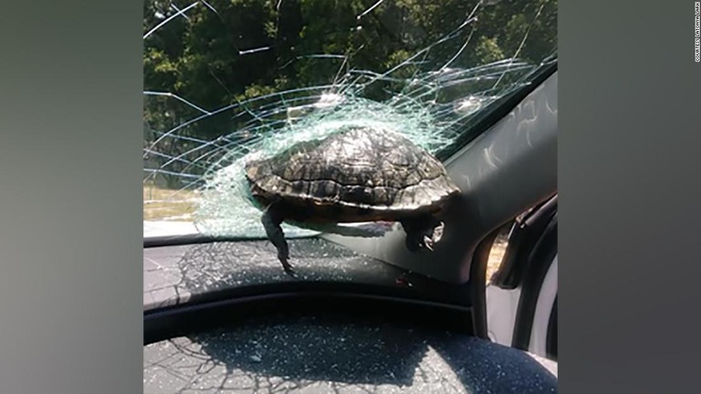米ジョージア州の高速道路でカメが走行車のフロントガラスに突き刺さり男性が軽傷を負った/Courtesy Latonya Lark