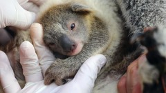 コアラの赤ちゃんが誕生、大規模火災後初めて　豪