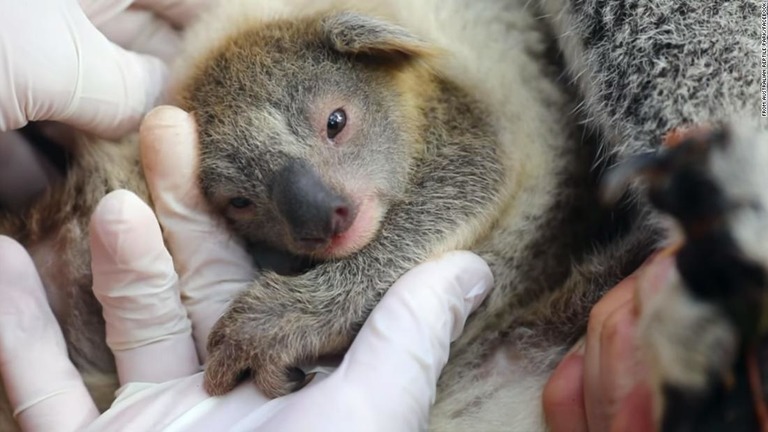 豪州の爬虫類公園は、大規模な森林火災後初めてとなるコアラの赤ちゃんをＳＮＳで公開した/From Australian Reptile Park/Facebook
