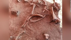 マンモス約６０頭の骨、空港建設地で発見　メキシコ