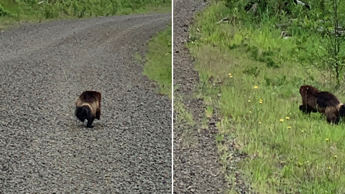 https://www.cnn.co.jp/storage/2020/05/29/5d3aebba3ca2132f8ca71da39eb56ab3/200527223259-02-wolverine-in-washington-super-169.jpg