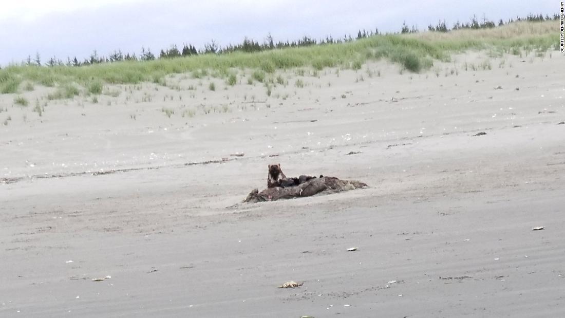 ロングビーチ半島の砂浜で目撃されたクズリ＝２３日/Courtesy Jennifer Henry