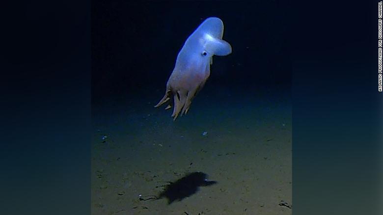 水深約7000メートルの海底でカメラの前にふらりと現れたタコ。海上の研究チームを大いに驚かせた/Atlantic Productions for Discovery Channel