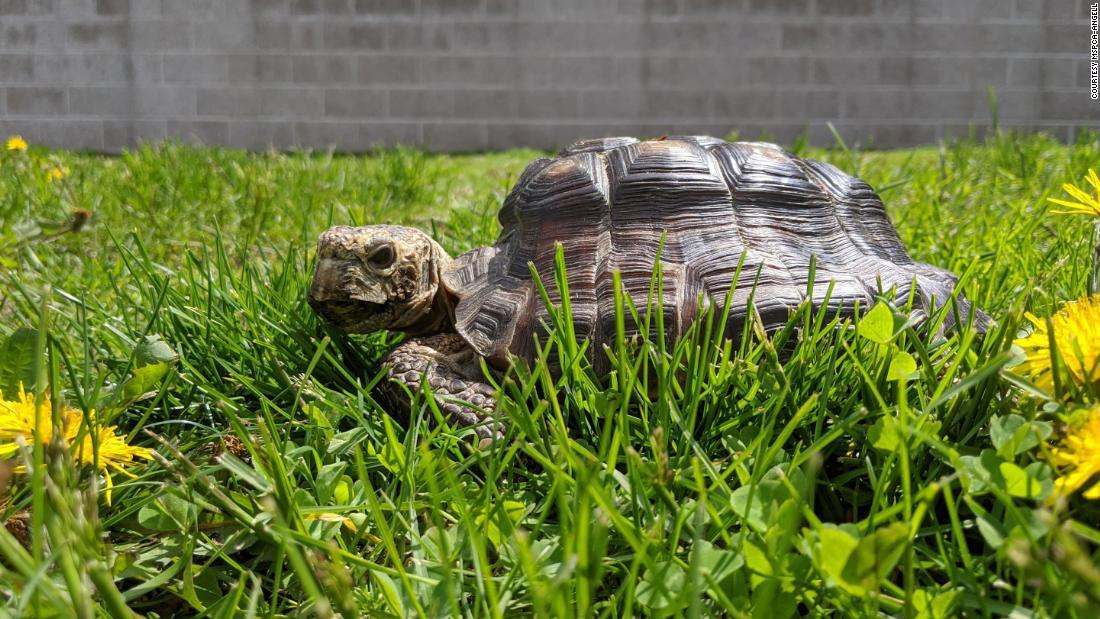 新しい飼い主はカメの専門家だという/Courtesy MSPCA-Angell