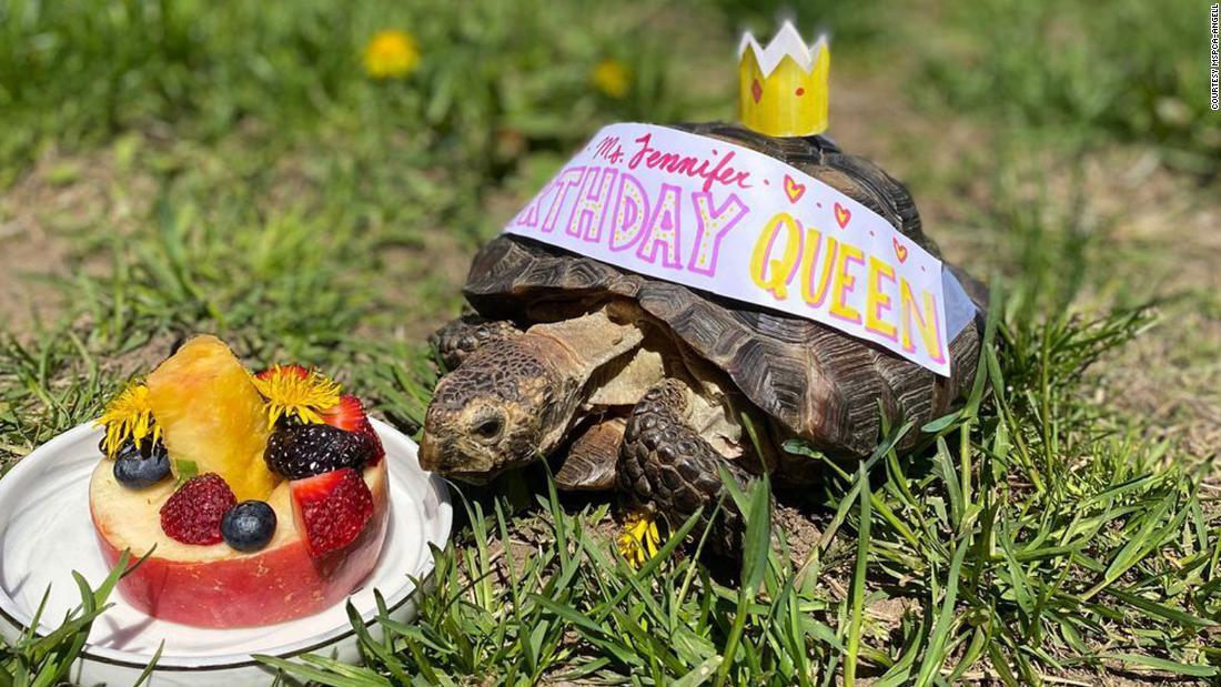 ５３歳の誕生日でケーキを贈られるミズ・ジェニファー/Courtesy MSPCA-Angell