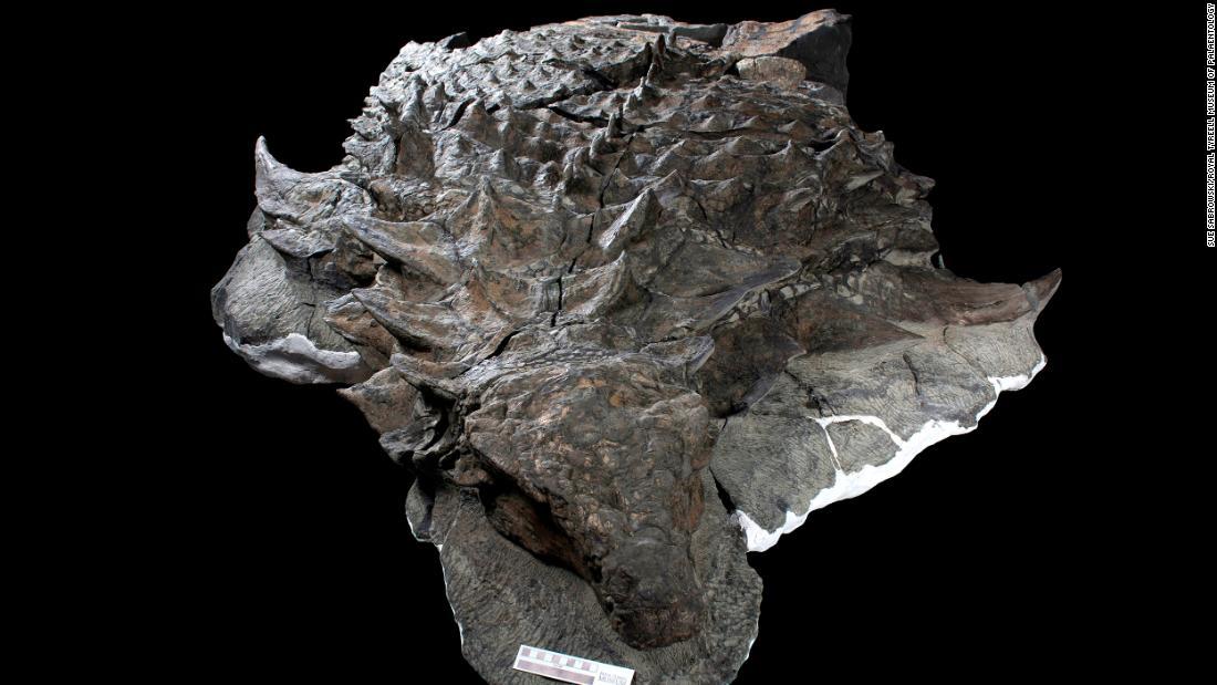 外見をほぼとどめた状態で保存されていたノドサウルスの化石/Sue Sabrowski/Royal Tyreell Museum of Palaentology