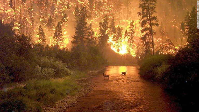 ２０１９年に３８０万ヘクタールの熱帯原生林が消失したことがわかった/John McColgan/Alaska Forest Service