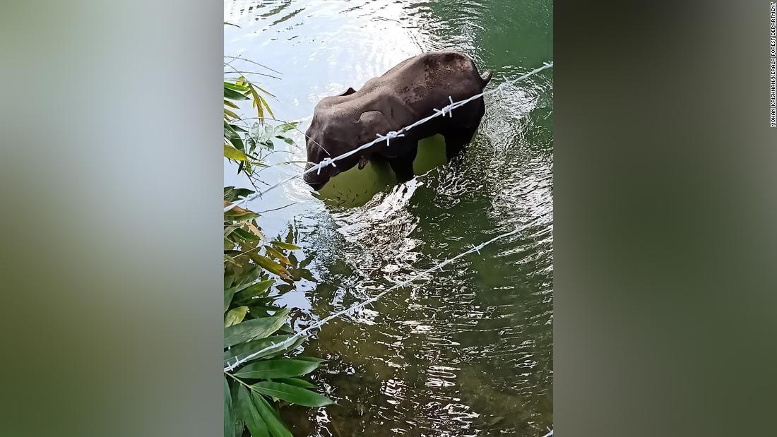 インド当局はこのゾウの死亡について調査している/Mohan Krishnan/Kerala Forest Department