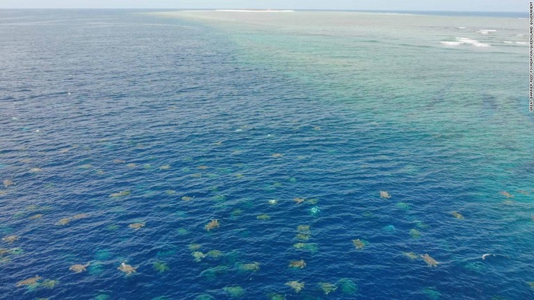 豪州のグレートバリアリーフで、約６万匹のアオウミガメの様子が撮影された/Great Barrier Reef Foundation/Queensland Government