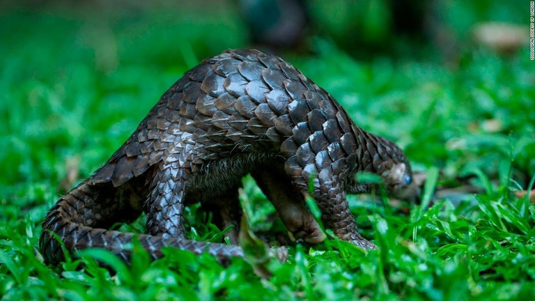 中国政府がセンザンコウのうろこを漢方薬の原料に使用することを禁止した/Zoological Society of London