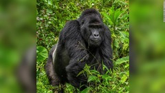 人気者のゴリラ「ラフィキ」死ぬ、密猟者４人を逮捕　ウガンダ