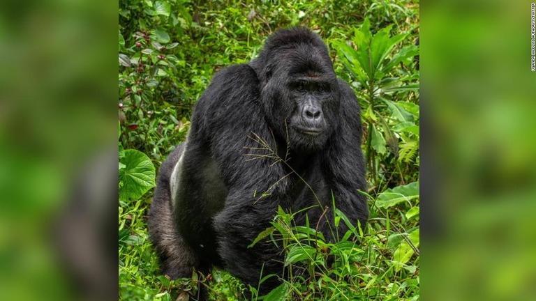 人気者のゴリラ「ラフィキ」が死んでいるのが見つかり、密猟者４人が逮捕された/Uganda Wildlife Authority/Twitter 