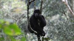 人口の減っているマウンテンゴリラは生息地の減少のほかにも、森林伐採や密猟などで打撃を受けている