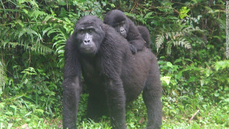 子どもを背負う雌のゴリラ＝２００７年/Courtesy Conservation Through Public Health