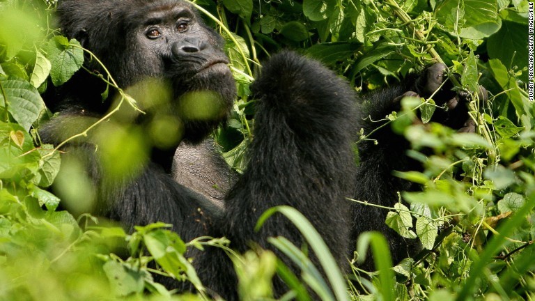 ウガンダにはブウィンディ原生国立公園があり、マウンテンゴリラが暮らしている/STUART PRICE/AFP/Getty Images/file