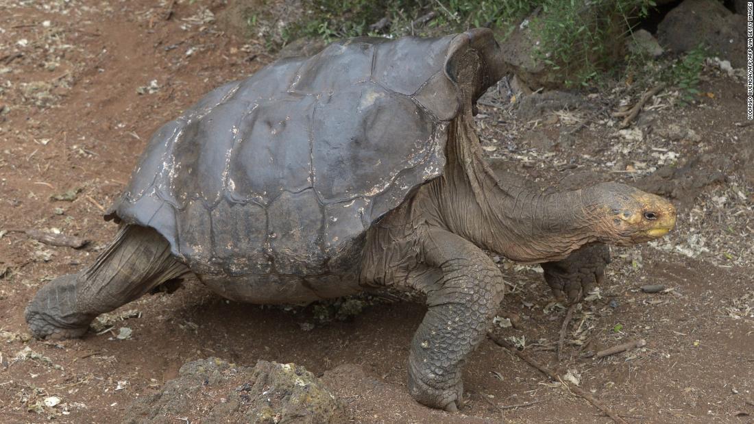 絶倫ゾウガメ ディエゴ １００歳過ぎ引退 絶滅から救う使命果たし Cnn Co Jp